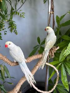 Indian ringneck babies parrot (Lacewing Male) - Photo 3