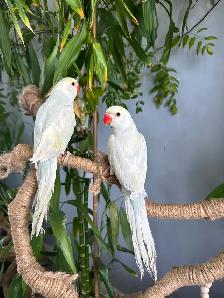 Indian ringneck babies parrot (Lacewing Male) - Photo 4