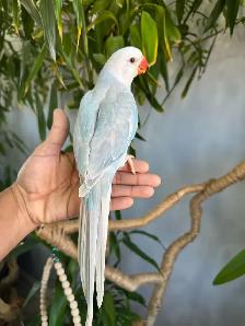 Indian ringneck babies parrot (Lacewing Male) - Photo 5