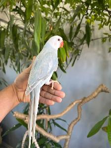 Indian ringneck babies parrot (Lacewing Male) - Photo 6