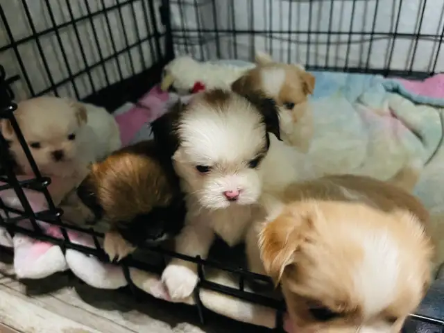 Adorable half Shih Tzu Half Pomeranian