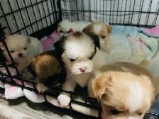Adorable half Shih Tzu Half Pomeranian