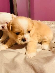 Adorable half Shih Tzu Half Pomeranian - Photo 8