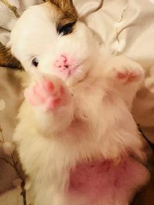 Adorable half Shih Tzu Half Pomeranian - Photo 9