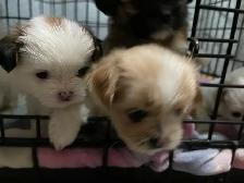 Adorable half Shih Tzu Half Pomeranian - Photo 10