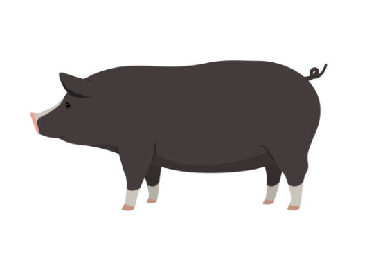 Berkshire pigs for sale