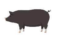 Berkshire pigs for sale