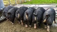 Berkshire pigs for sale - Photo 2