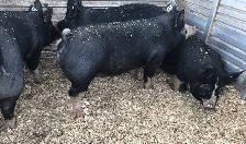 Berkshire pigs for sale - Photo 3