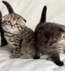 Purebred Scottish Fold Kittens - Photo 4