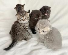 Purebred Scottish Fold Kittens - Photo 5