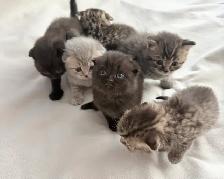 Purebred Scottish Fold Kittens - Photo 6