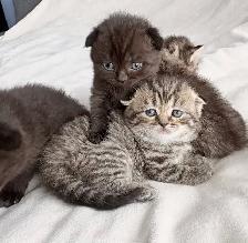 Purebred Scottish Fold Kittens - Photo 7