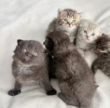 Purebred Scottish Fold Kittens - Photo 8
