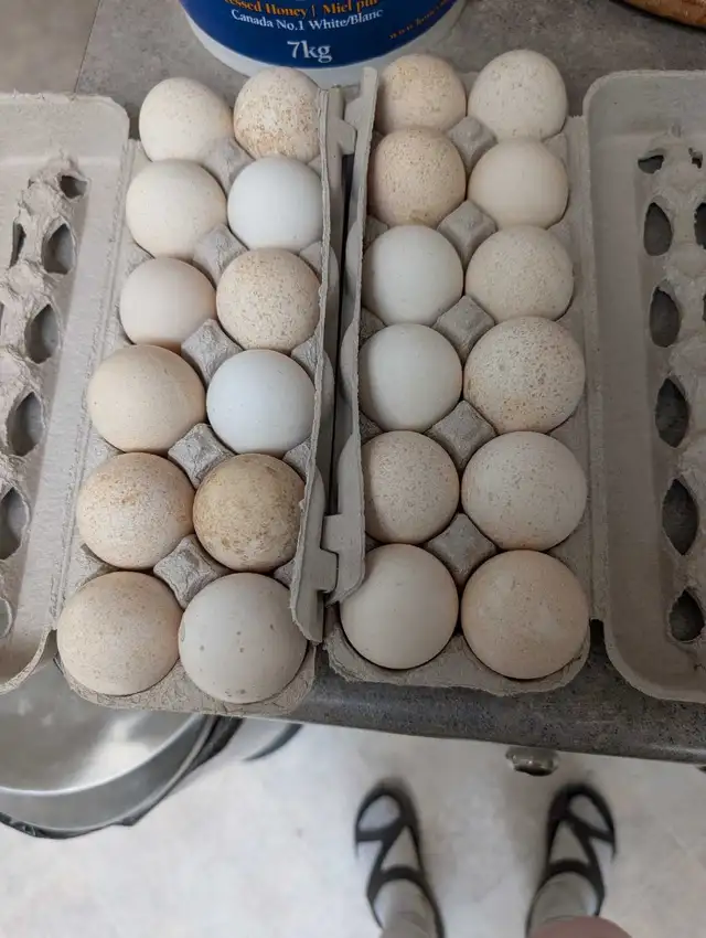 Bronze Turkey hatching eggs $30/dozen