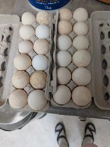 Bronze Turkey hatching eggs $30/dozen