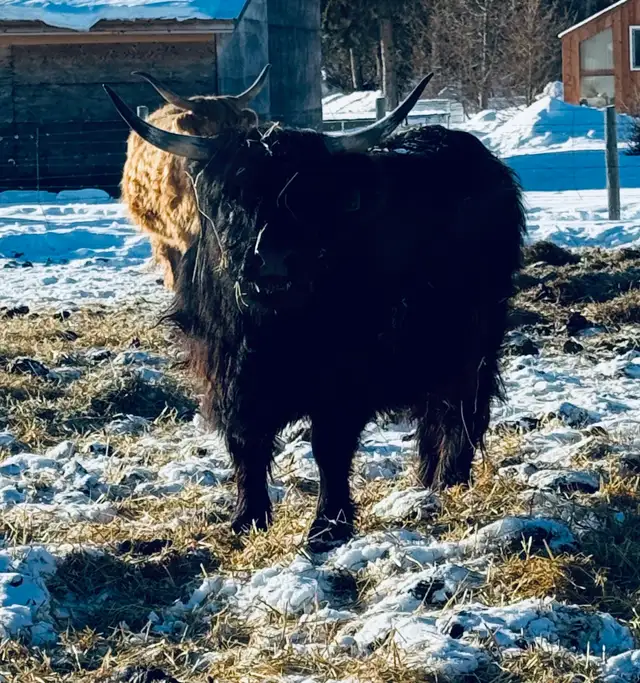 Highland Cows