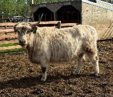 Highland Cows - Photo 2