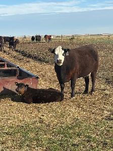 2 cow calf pairs