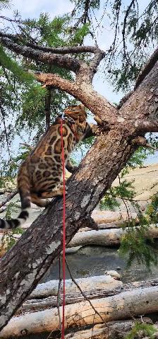 Bengal Kittens (Rosettes on Gold) TICA registration