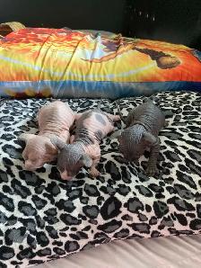 Sphinx kittens for adoption