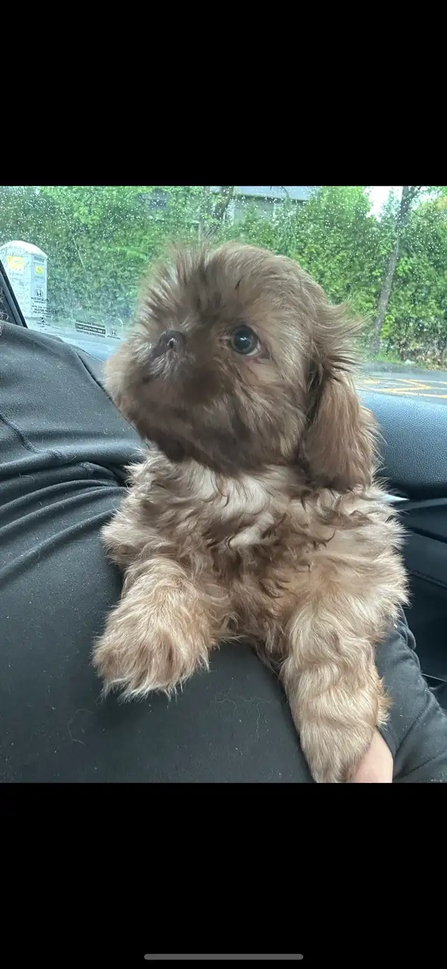 adorable Little shih tzu
