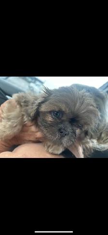 adorable Little shih tzu - Photo 2