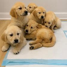 ❤️Purebred golden retriever puppies ❤️