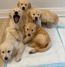 ❤️Purebred golden retriever puppies ❤️ - Photo 2