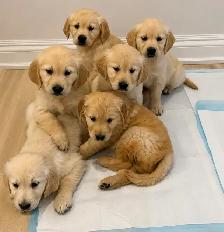 ❤️Purebred golden retriever puppies ❤️ - Photo 3