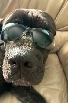 Attention dog owners ! - Photo 2
