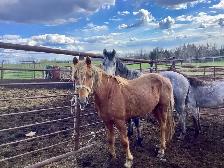 Gelding Quarter Horse