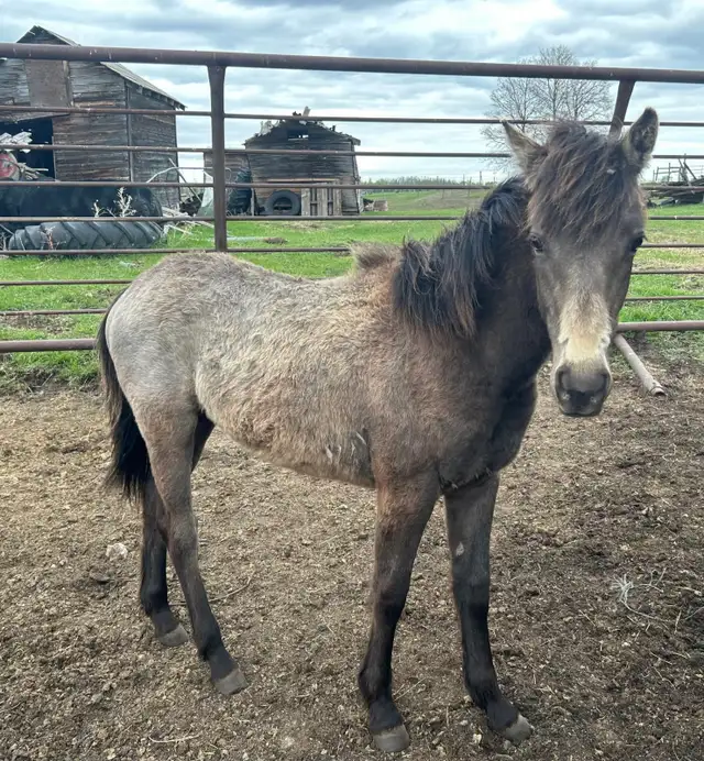 Yearling Mare Quarter Horse