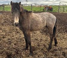 Yearling Mare Quarter Horse - Photo 2