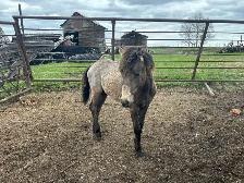 Yearling Mare Quarter Horse - Photo 3