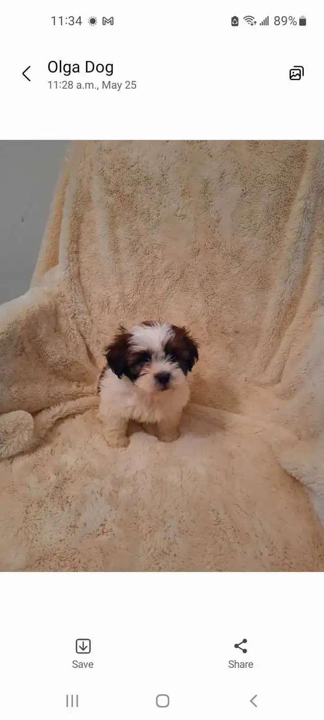 Pure Shih Tzu puppies