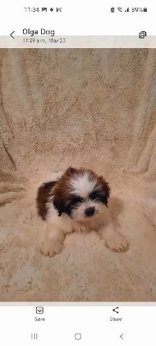 Pure Shih Tzu puppies - Photo 2