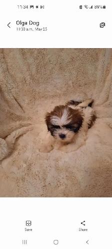 Pure Shih Tzu puppies - Photo 3