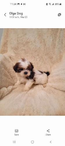 Pure Shih Tzu puppies - Photo 4