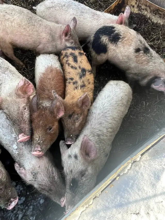 Wiener Pigs