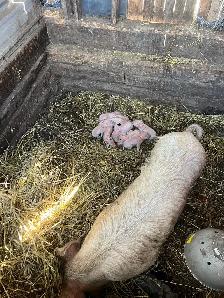 Wiener Pigs - Photo 2