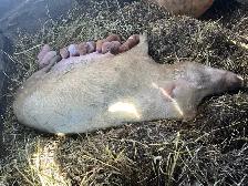 Wiener Pigs - Photo 3