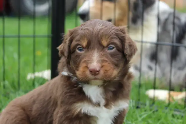 Australian Shepherd Puppies