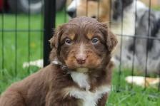 Australian Shepherd Puppies