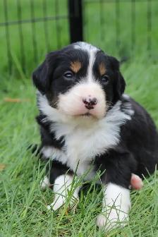 Australian Shepherd Puppies - Photo 2