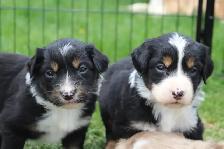 Australian Shepherd Puppies - Photo 3