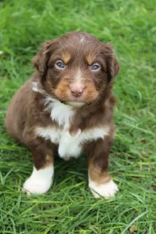 Australian Shepherd Puppies - Photo 4