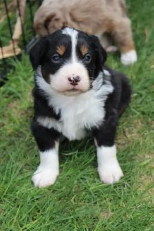 Australian Shepherd Puppies - Photo 5
