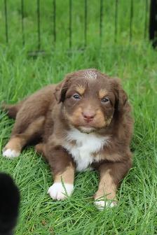 Australian Shepherd Puppies - Photo 6