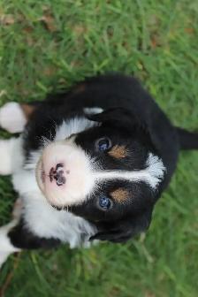 Australian Shepherd Puppies - Photo 7
